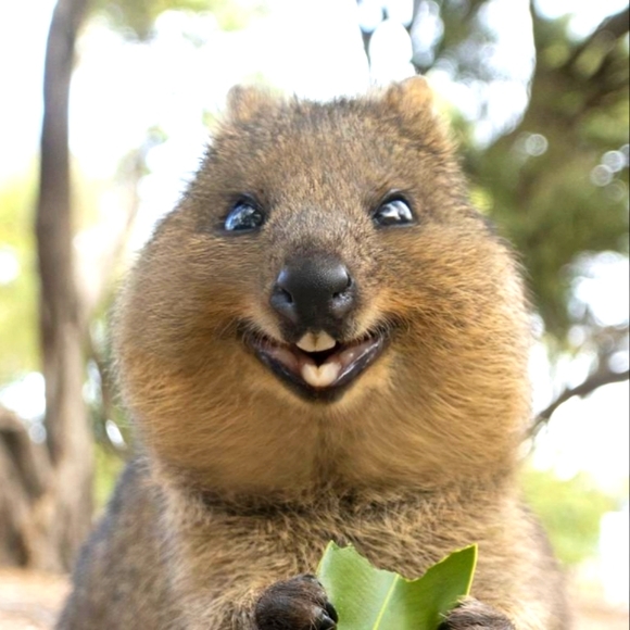 Just a cute quokka on the beach to make you smile! We LOVE quokka's! - Picture 2 of 5